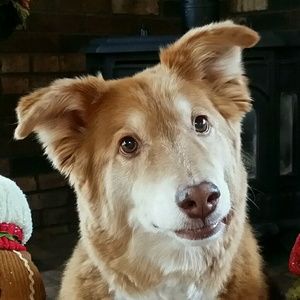 Meet your Posher, Amelia